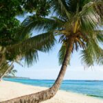 a pretty photo of some palm trees on. a beach in the PHILIPPINES