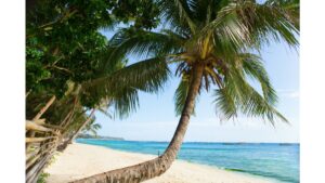 a pretty photo of some palm trees on. a beach in the PHILIPPINES
